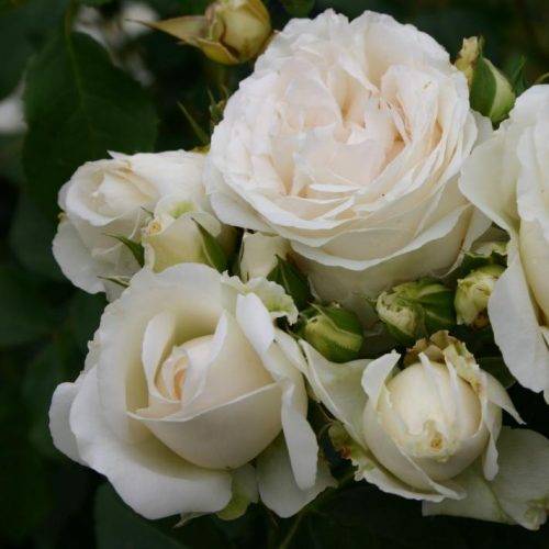 <span class="notranslate">Kosmos</span>