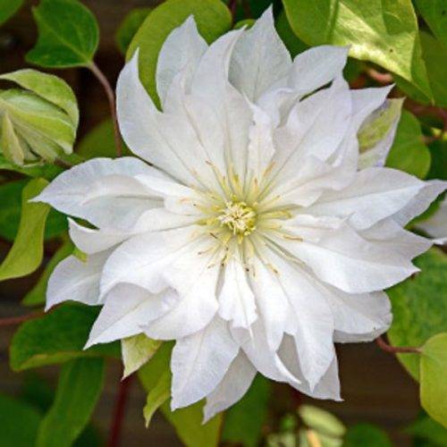 <span class="notranslate">First Love</span>