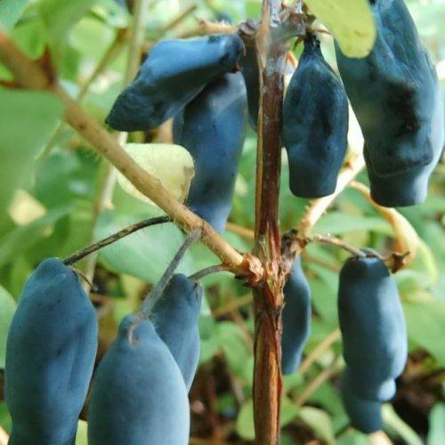 <span class="notranslate">Kamčatkas (ēdamais) sausserdis “Zojka”</span>