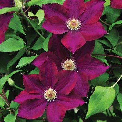 <span class="notranslate">Mazowsze Volcano</span>