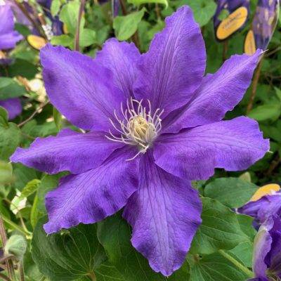 <span class="notranslate">Lasurstern</span>