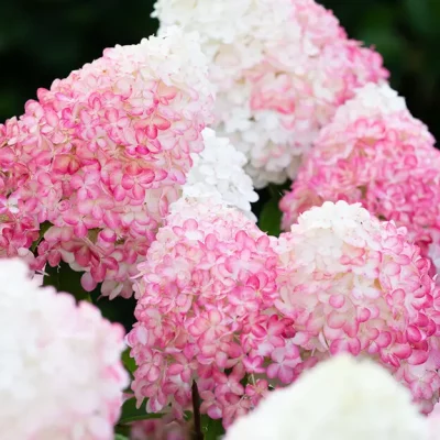 Hortenziju stādīšana