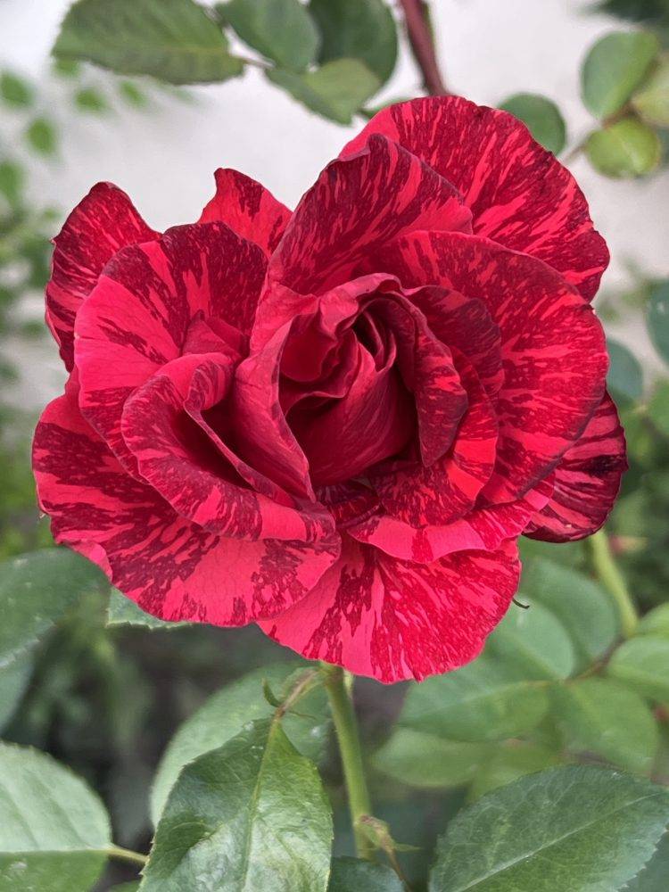 Rozes