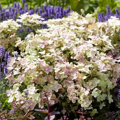 paniculata-Polestar