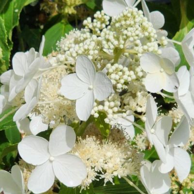 <span class="notranslate"><span class="notranslate">Levana</span></span>