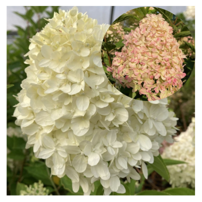 <span class="notranslate"><span class="notranslate">Living Cotton Cream</span></span>
