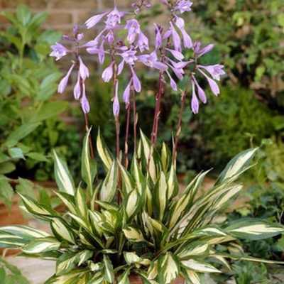 Hosta 'Cherry Berry'
