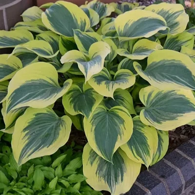Hosta-Liberty