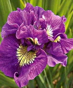 Iris-sibirica-Double-Standard