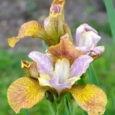 Īriss Sibīrijas ‘Peacock Ginger Twist’