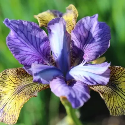Iris-sibirica-Peacock-So-Van-Gogh