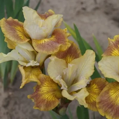 Iris-sibirica-Sun-Groove