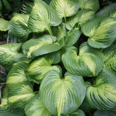 Hostas