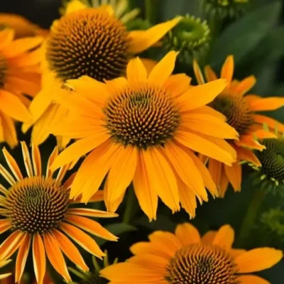 echinacea