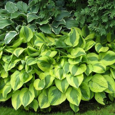 Hosta 'Moon Split'