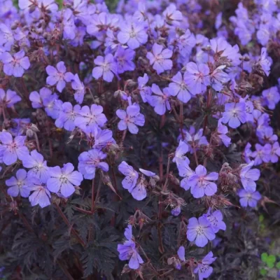 geranium-dark-reiter