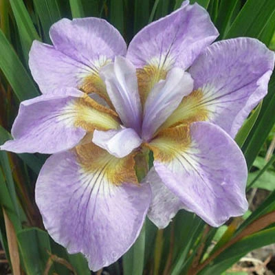 iriss-sibirijas-rikugi-sakura