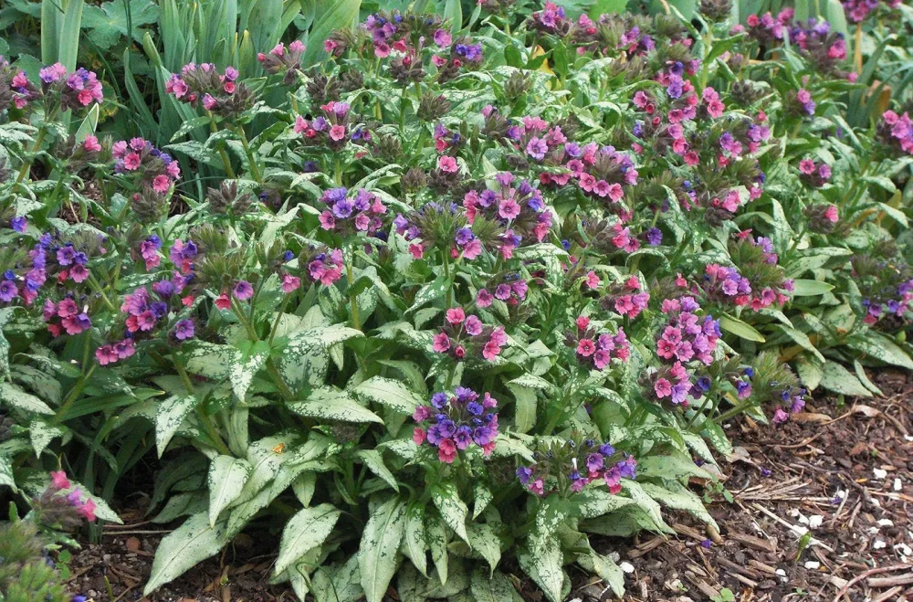 pulmonaria-silver-bouquet