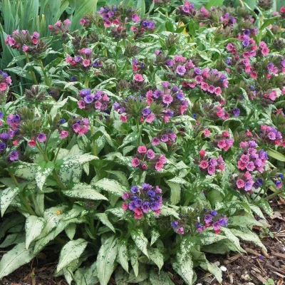 pulmonaria-silver-bouquet
