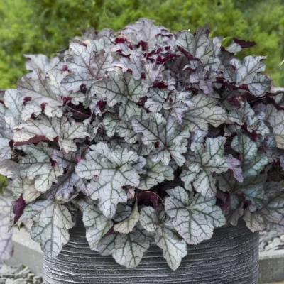 heuchera-rex-silver