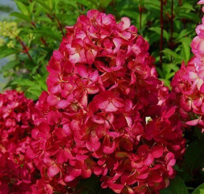 Gardenlight-Redlight