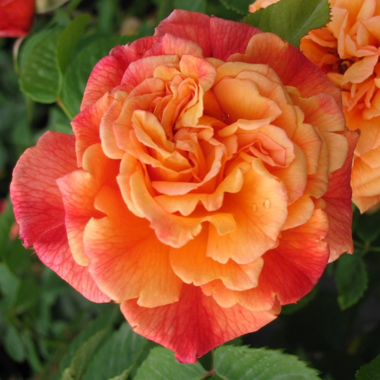 <span class="notranslate">Aloha</span> Aloha