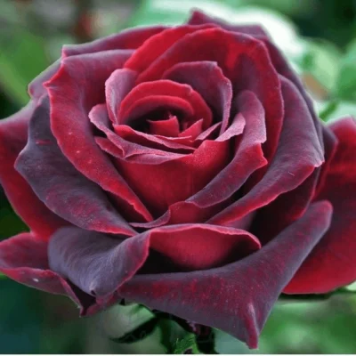 BLACK-BACCARA