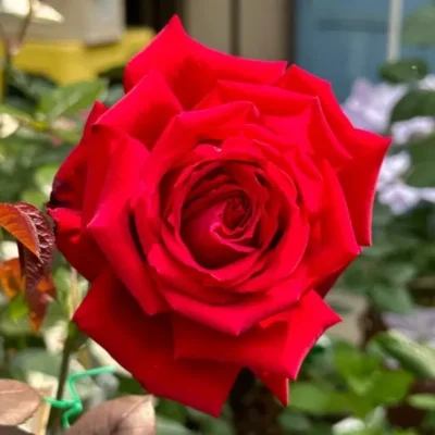 BOTERO®, M'S DUFTFESTIVAL®