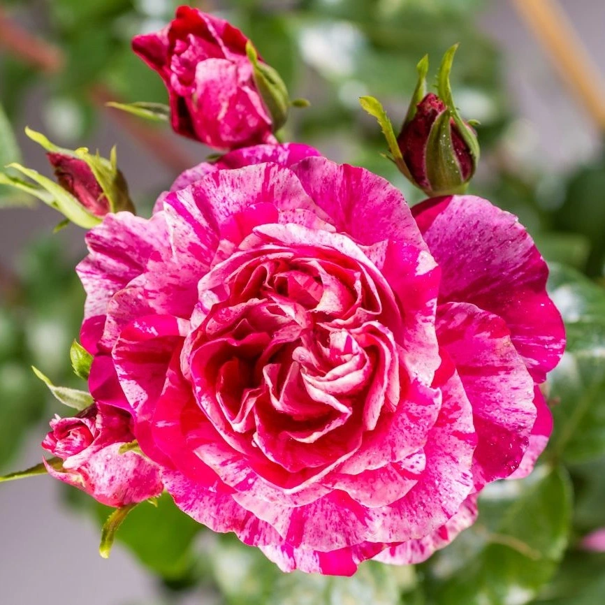 COLIBRI FARBFESTIVAL®, INES SASTRE®