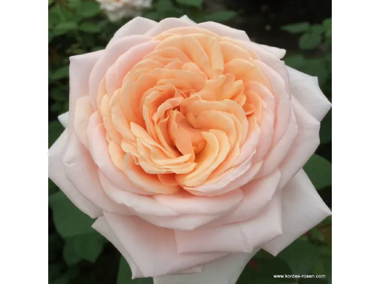 <span class="notranslate">Courage</span> Courage