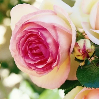 EDEN ROSE®85, PIERRE DE RONSARD®