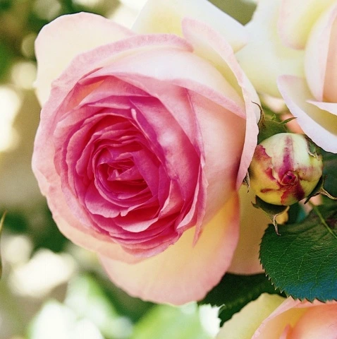 <span class="notranslate">EDEN ROSE®85, PIERRE DE RONSARD®</span> EDEN ROSE®85, PIERRE DE RONSARD®