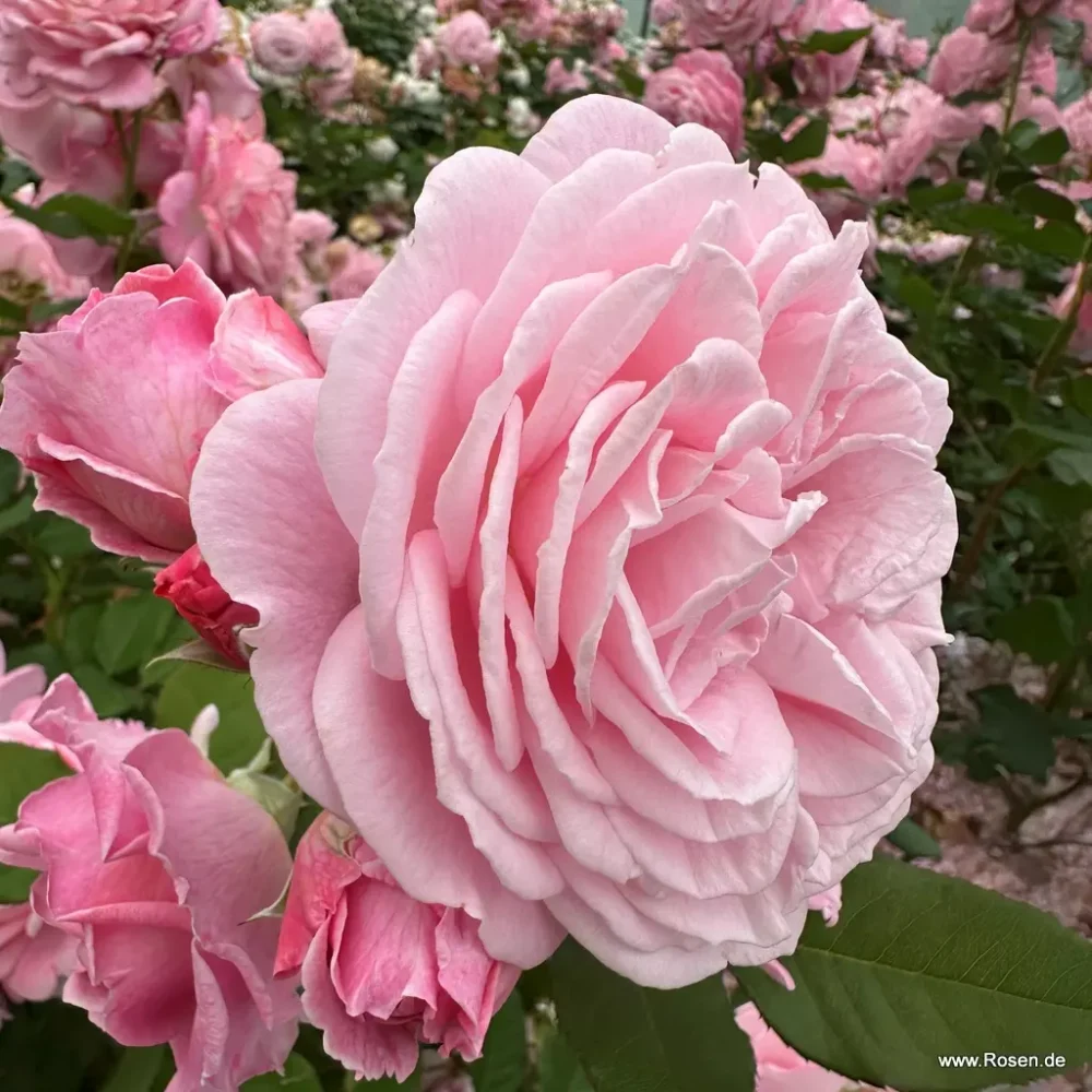 Rosengrafin Marie Henriette