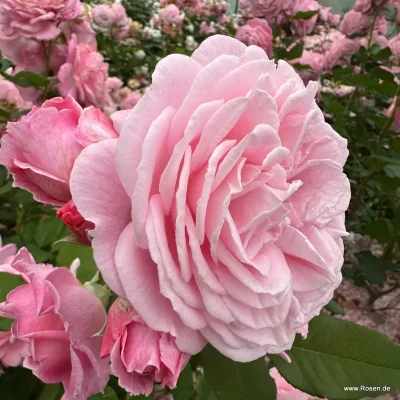 Rosengrafin Marie Henriette