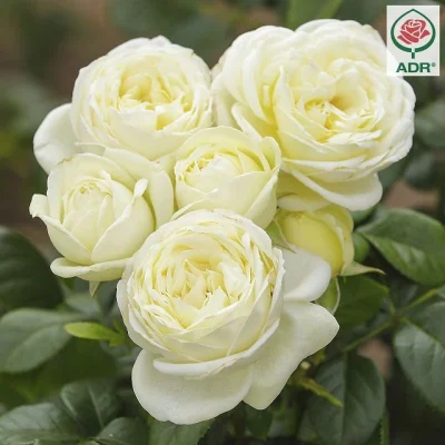 <span class="notranslate">Solo</span>