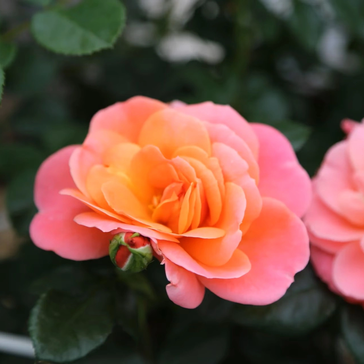 Sugar CANDY ROSE®