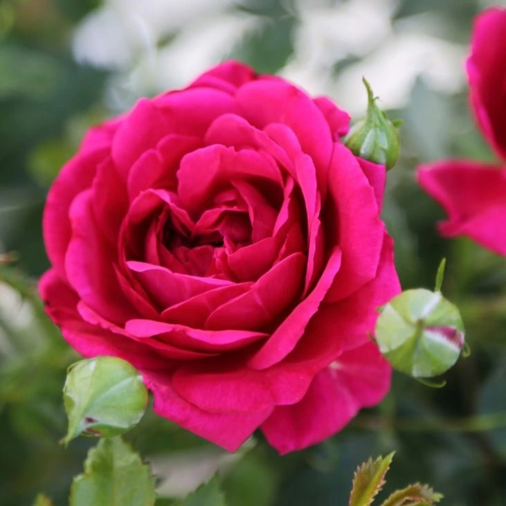 <span class="notranslate">ALLIANCE®</span> ALLIANCE®