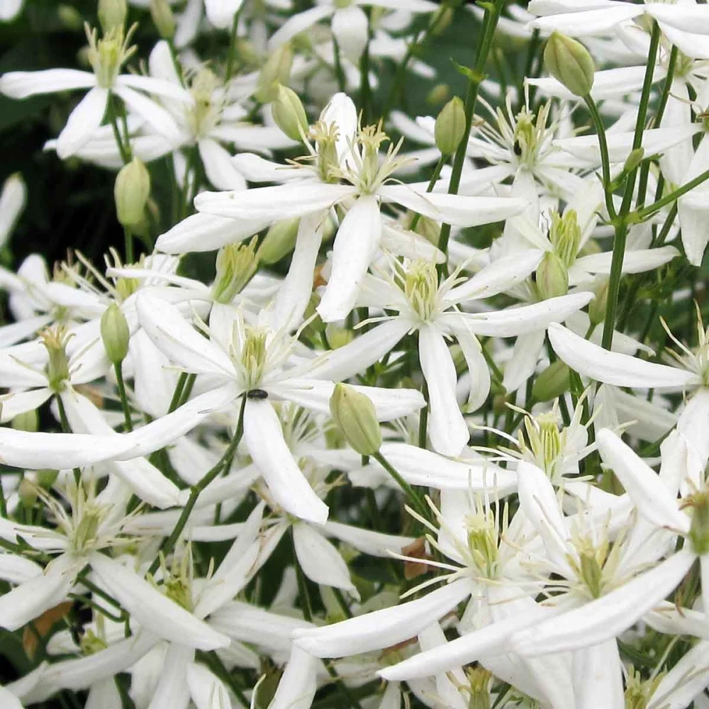 <span class="notranslate">Clematis Mandschurica</span> Clematis Mandschurica