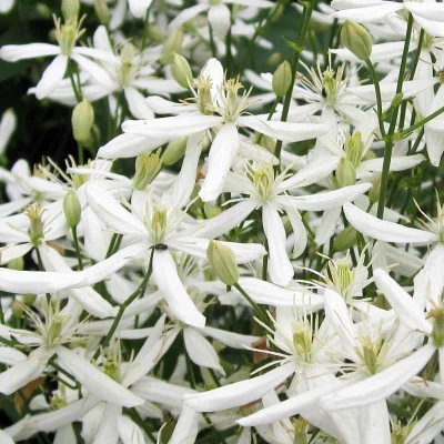 Clematis Mandschurica