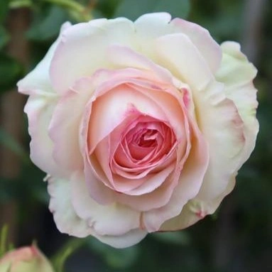 PALAIS ROYAL® White EDEN ROSE®