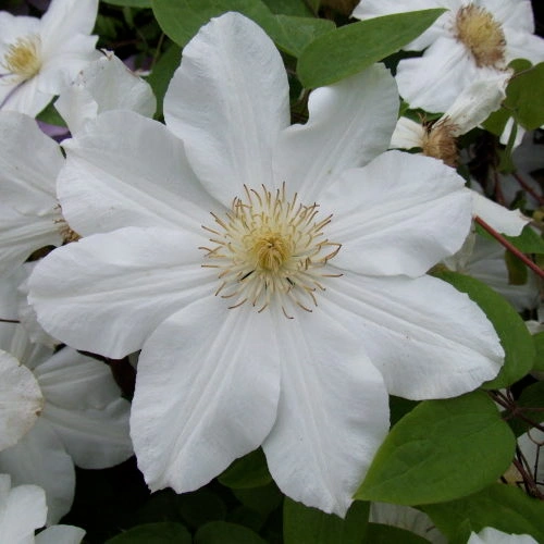 <span class="notranslate">Sweet Morning</span> Sweet Morning