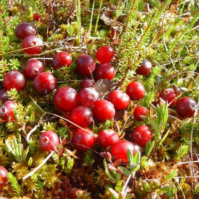 <span class="notranslate">Lielogu dzērvene "Piligrim"</span>