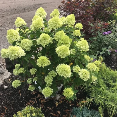 Living Little Lime