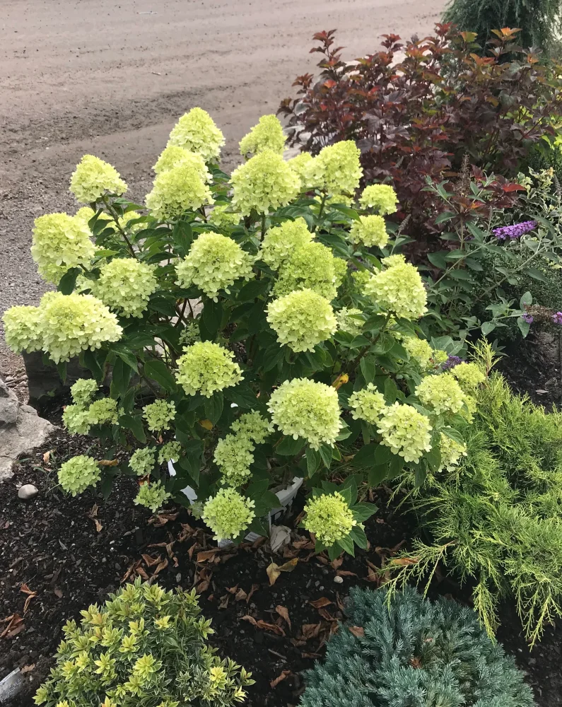Living Little Lime