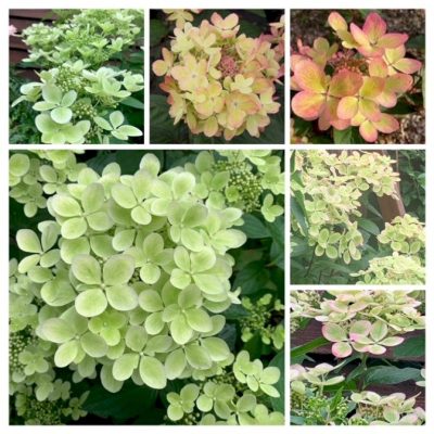 Pastelgreen hidrangea