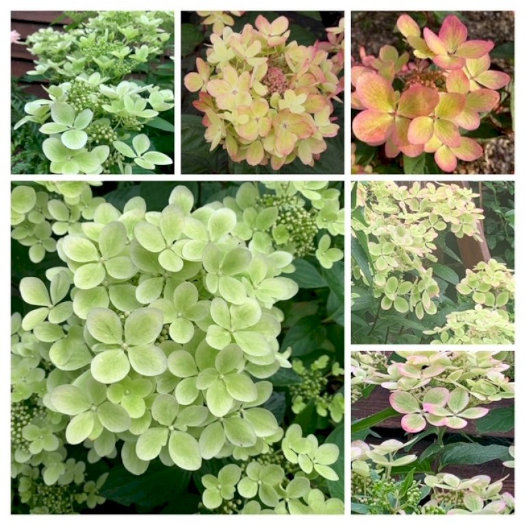 <span class="notranslate">Pastelgreen Hydrangea paniculata</span> Pastelgreen hidrangea
