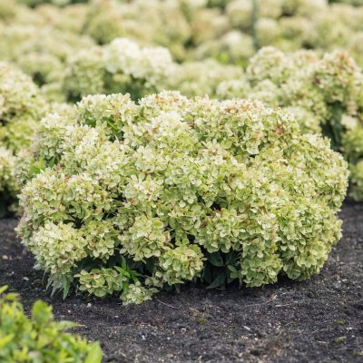 <span class="notranslate">Gardenlight Littlelight Hydrangea paniculata</span>