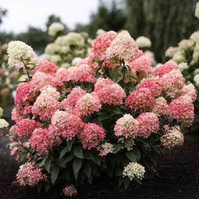 <span class="notranslate">Living Little Love Hydrangea paniculata</span>
