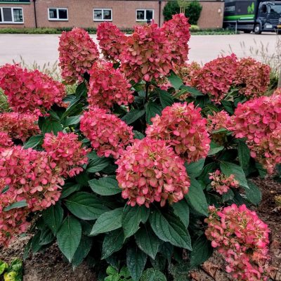 <span class="notranslate">Bonfire Hydrangea paniculata</span>