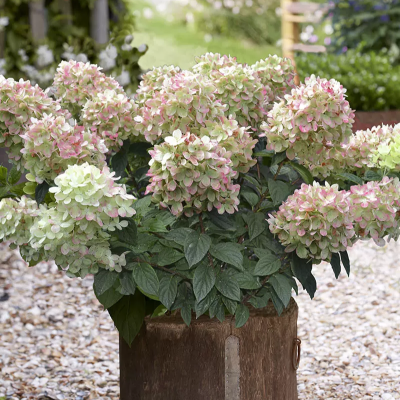 <span class="notranslate">Pinklight Hydrangea paniculata</span>